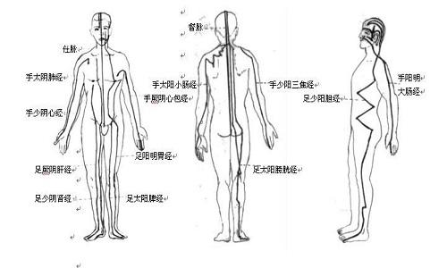 十二经络的走向和作用（十二经络的走向和作用图片）