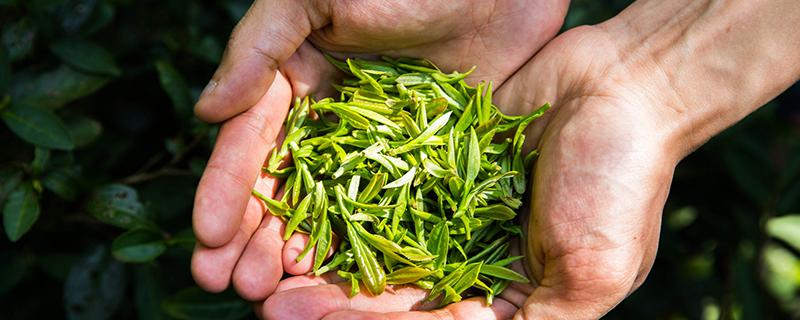 清明茶和谷雨茶哪个好 谷雨的茶好还是雨清明节的茶好