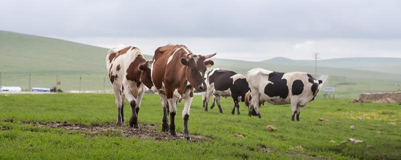 生牛乳是什么意思（生牛乳是什么意思有什么营养呢?）