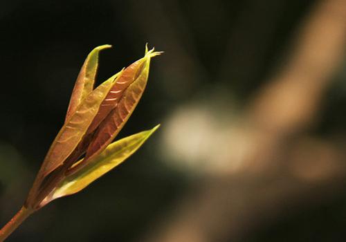 刺老芽什么时候采收 老刺芽几月份收获