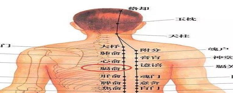 膈俞的简单找法 膈俞的意思是什么