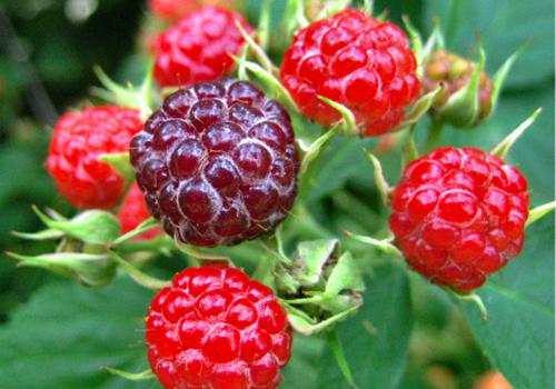 山莓的营养价值 山莓的营养价值和功效
