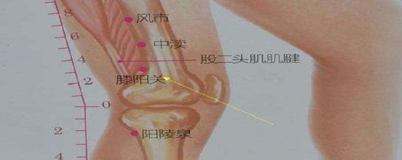 膝阳关是什么意思 膝阳关是什么经