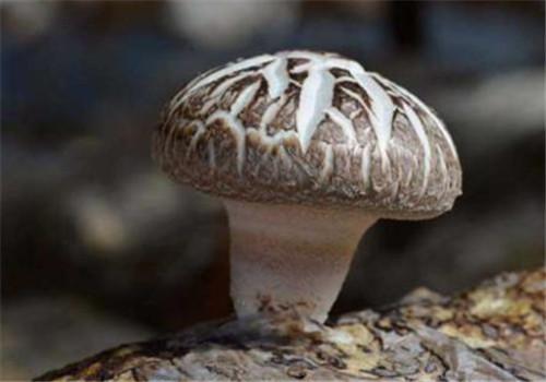 花菇的功效与作用 香菇的功效与作用