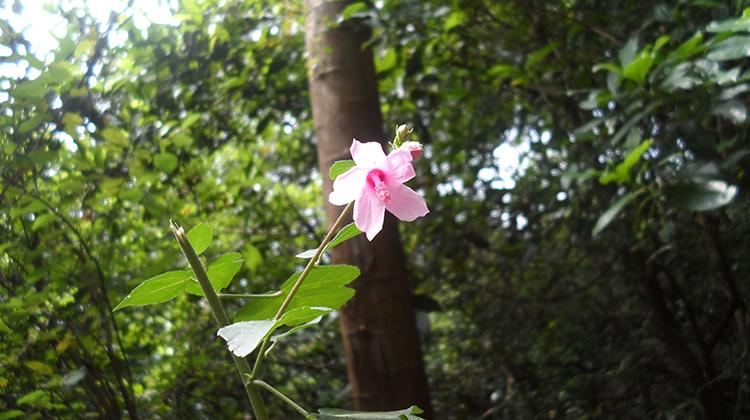 地桃花的功效与作用（地桃花的功效与作用及用量）