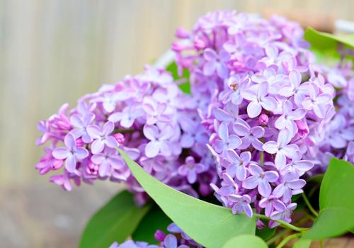 丁香花的功效与作用（丁香花的功效与作用及禁忌）