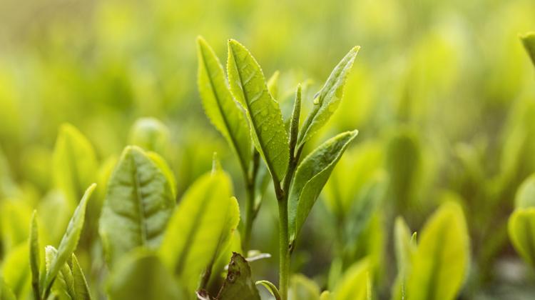 大叶茶的功效与作用 屯留大叶茶的功效与作用