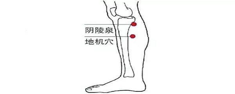 地机是在身体哪个位置（地机的位置图片）