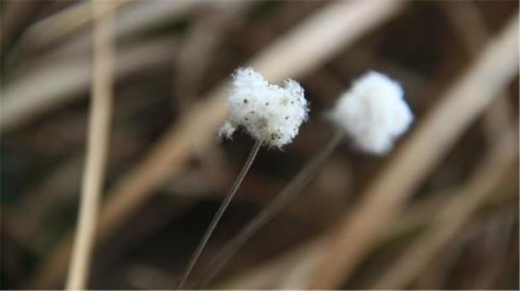 野棉花的功效与作用（野棉花根的功效与作用）