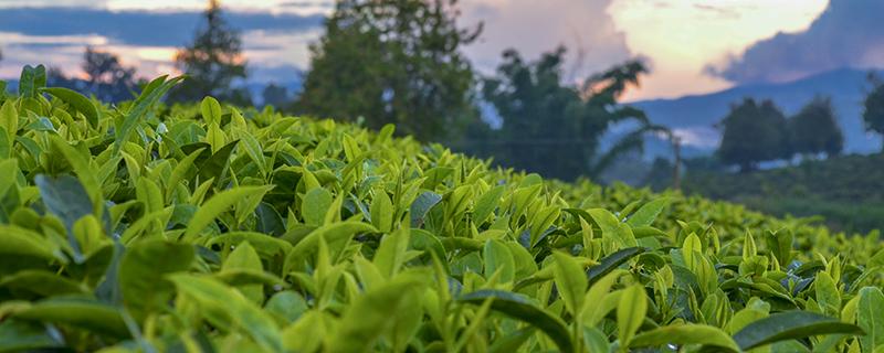 海棠茶叶的功效与作用 海棠叶茶有什么作用