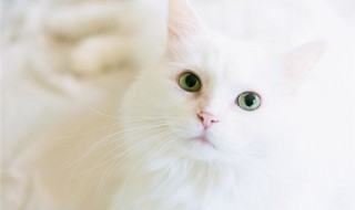 周公解梦梦见白猫是什么意思 梦见白猫是什么意思