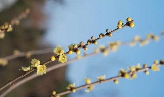 腊梅花可以泡澡吗 腊梅花是否可以泡脚