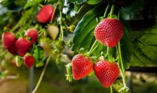 草莓几月份成熟 草莓成熟的时间