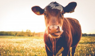 梦到一头牛是什么意思 梦到一头牛含义