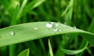 雨水节气一定会下雨吗 雨水节气会不会下雨