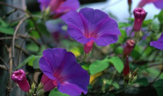 牵牛花开花时间 牵牛花开花的时候要注意什么