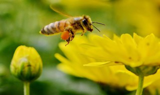 怎么养蜜蜂 养蜜蜂的方法