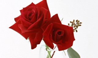 玫瑰支数代表的意思 玫瑰支数代表的意思是什么
