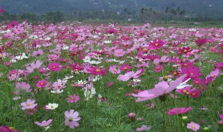 格桑花什么时候种比较好 什么是格桑花