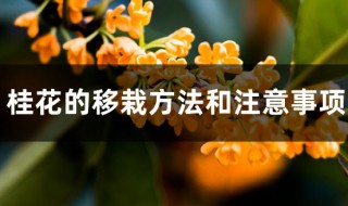 桂花移栽最佳方法 桂花的移栽方法和注意事项