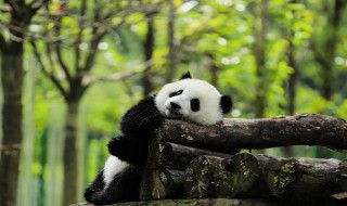 大熊猫有冬眠的习性吗 大熊猫有冬眠的习性么