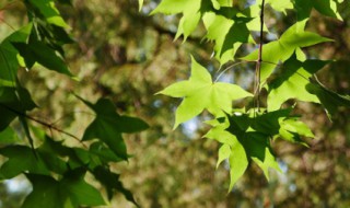 元宝枫种植前景如何 元宝枫的种植利润和市场价值