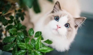 怎样给猫咪补充维生素 你知道吗