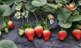 草莓摘回来了怎么保鲜 草莓摘回来了保鲜方法