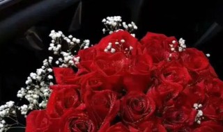 红玫瑰加满天星的花语是什么 红玫瑰加满天星的花语介绍
