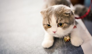 小猫打呼噜是什么意思 小猫为什么打呼噜