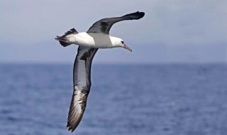 海鸟种类 海鸟相关资料介绍