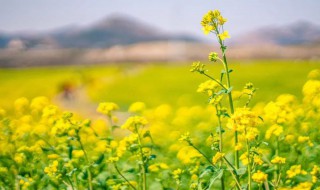 油菜花的外形和特点是什么 油菜花有什么外形和特点