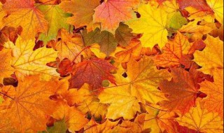描写秋天的诗 描写秋天的诗有什么