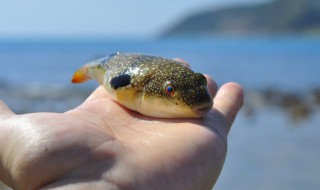 海河豚和河豚的区别 关于海河豚和河豚的区别