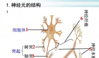 效应器由什么组成 送给需要的你