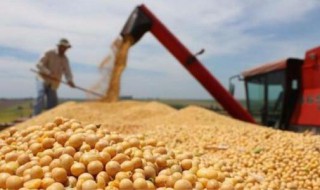 美国大豆种植成本低的原因 为什么美国大豆种植成本低