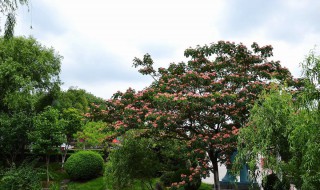 小学生植树节宣传语 以下推荐供参考