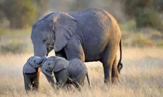大象什么时候生小象 大象多大生小象