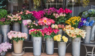 冬季里最耐寒的15种花卉 冬季里最耐寒的15种花卉水仙花