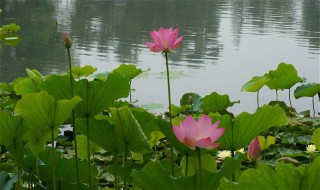 莲花的诗句 莲花的诗句和花语