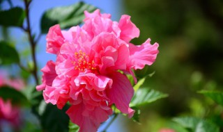 芍药什么时候分株最好（芍药几月份分株最好）