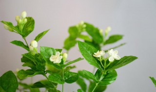 茉莉花的养殖方法 茉莉花的养殖方法和浇水