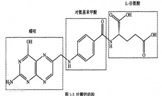 叶酸的作用（叶酸的作用与功效老年人）