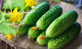 菜营养价值（金玉兰菜营养价值）