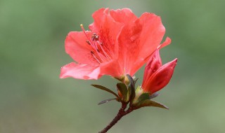 杜鹃花怕太阳晒吗（杜鹃花怕太阳晒吗|不能盲目尝试）