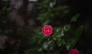 山茶花的花语和寓意 四季山茶花的花语和寓意