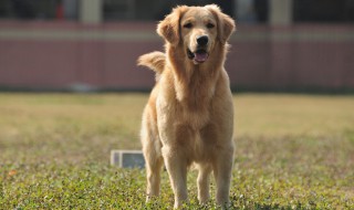 金毛犬吃什么食物最好（金毛犬吃什么食物最好消化）