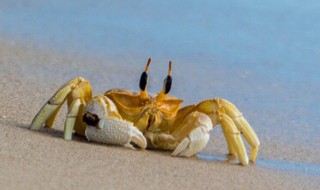 螃蟹怎么分辨屎和蟹黄（螃蟹怎么分辨屎和蟹黄一样）