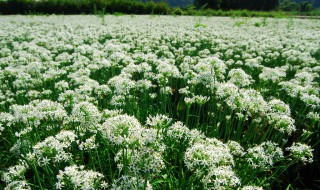 韭菜花怎么腌 韭菜花怎么腌制好吃