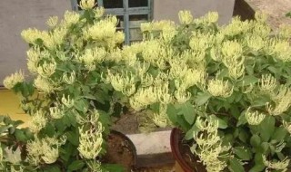 金银花如何繁殖 金银花如何繁殖后代